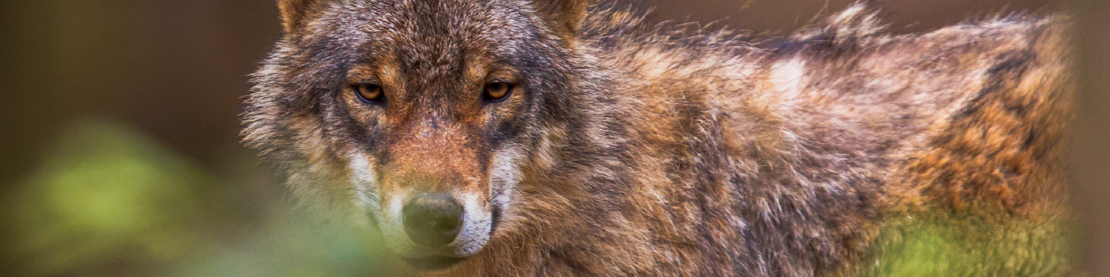 SG24-25_samenleven_wolf_head_large.jpg