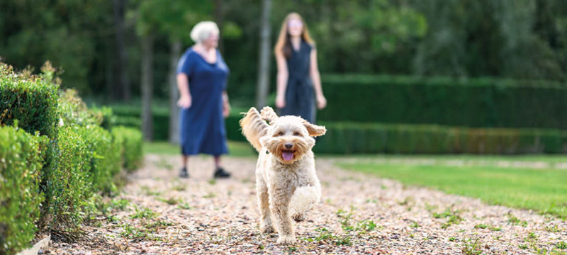 De hond rent naar de fotograaf, met uitgestoken tong en oren die alle kanten op gaan.